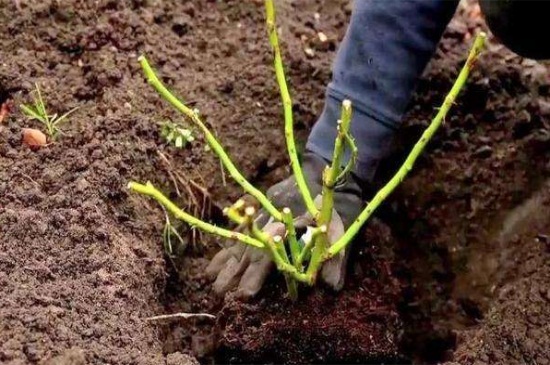 冬季月季移栽方法，腐殖土栽培并浇水定根