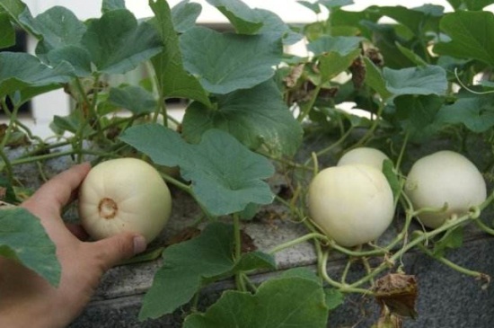 露地香瓜的种植技术，营养土配制并覆盖地膜