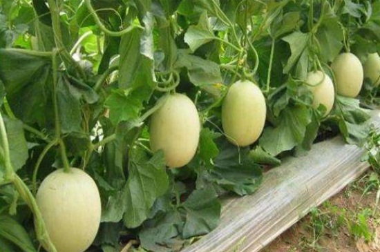 甜瓜播种方法，4个步骤可达到高产种植