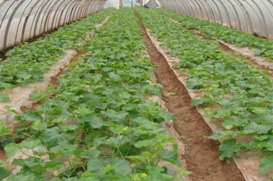 甜瓜播种方法，4个步骤可达到高产种植