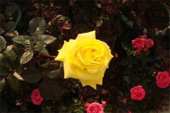 11朵黄玫瑰花语是什么