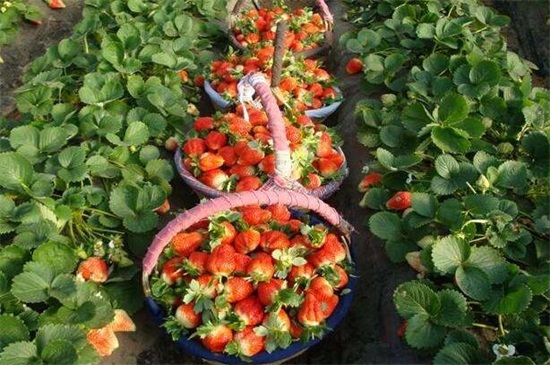 一亩大棚草莓利润多少，每亩利润可高达1～3万元左右