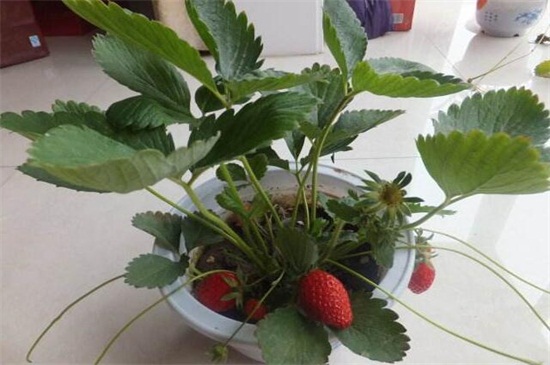 盆栽草莓冬天结果吗，栽种冬草莓会结果