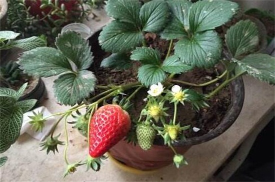 盆栽草莓冬天结果吗，栽种冬草莓会结果