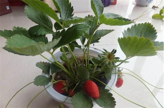 草莓籽种植方法，手把手教你种爆盆