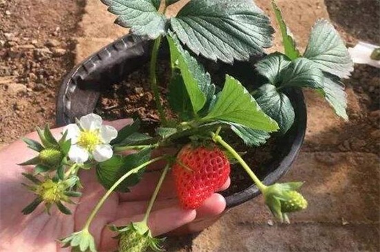 草莓爆盆方法，薄肥勤施光照充足