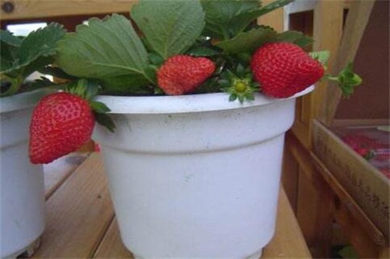 草莓爆盆方法，薄肥勤施光照充足