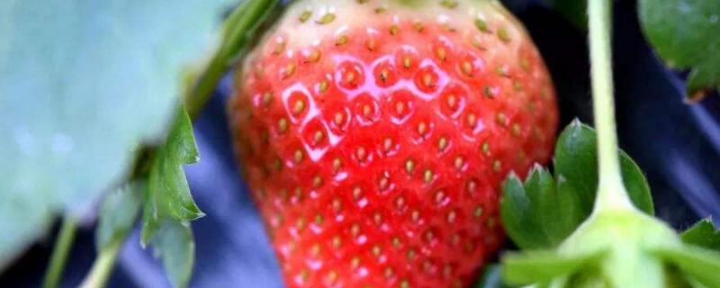 草莓是裸子植物还是被子植物