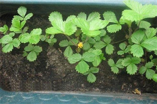 草莓种子一般几天发芽，室温条件下15～20天发芽
