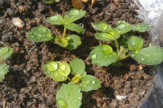 草莓籽什么时候发芽，催芽入土后15天左右发芽