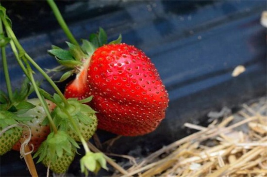 冬季草莓种植时间，初冬季节的11月份栽培为宜
