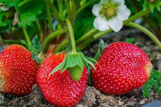 冬季草莓种植时间，初冬季节的11月份栽培为宜
