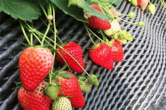 草莓当季是什么时候