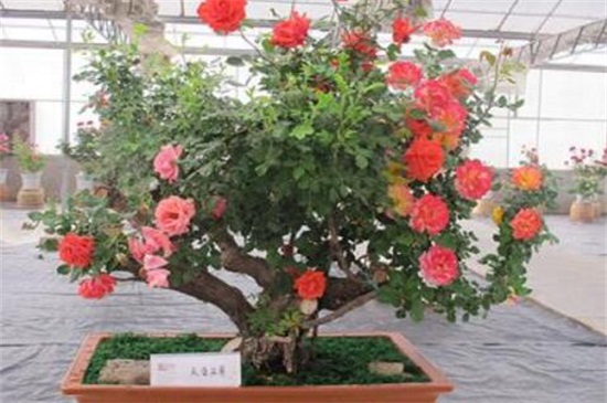 红木香花啥时候种植