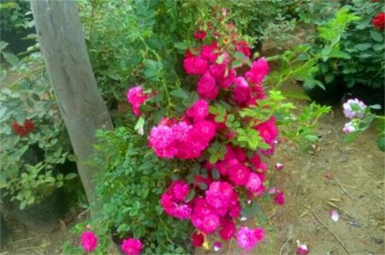 红木香花啥时候种植
