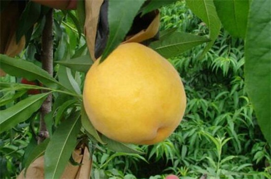 黄油桃品种