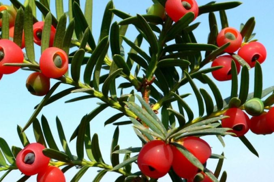 红豆杉是几级保护植物