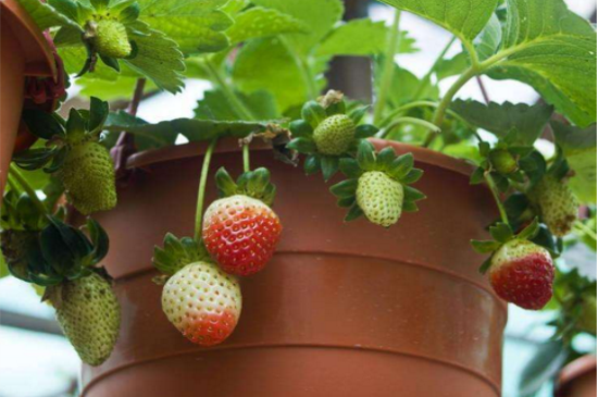 家里可以种草莓吗