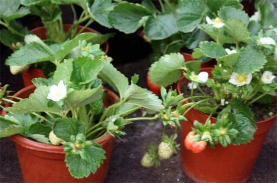 盆栽草莓用什么土