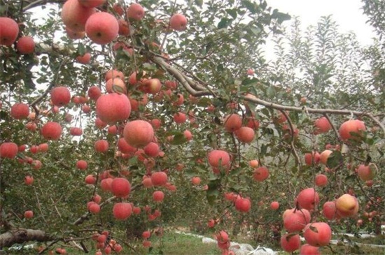 苹果树冬天落叶吗