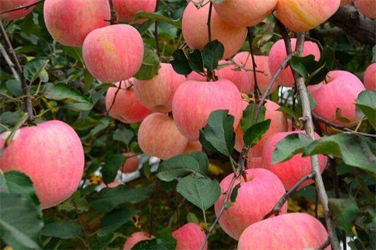 苹果树一年施几次肥