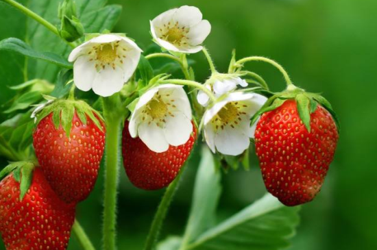 牛奶草莓栽培技术