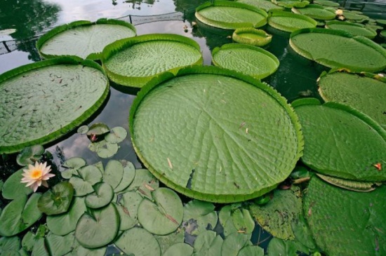 王莲是水生植物