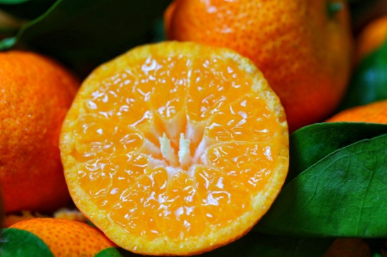 砂糖橘是热性还是凉性