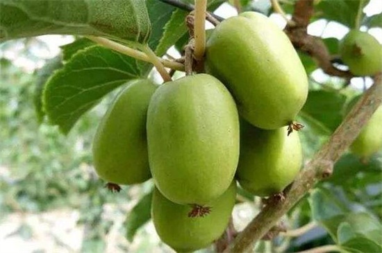 软枣猕猴桃是野生的猕猴桃吗