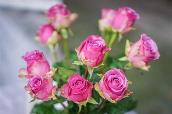 十三朵玫瑰花的花语