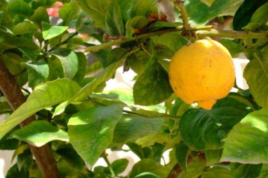手指柠檬的种植技术