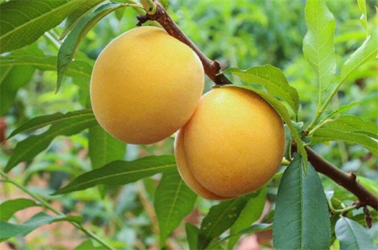 桃树晚熟品种