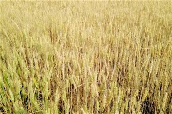小麦原来生长在哪里
