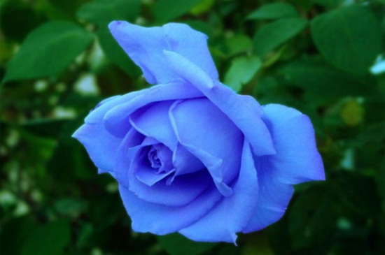 蓝妖姬的花语