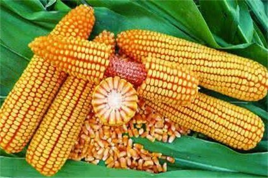 玉米种子的结构