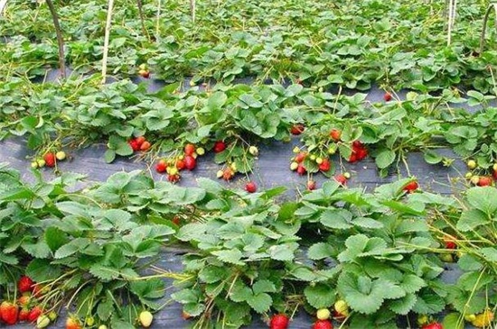 种草莓用什么土