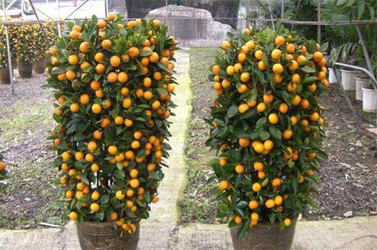 橘子几年才开花结果