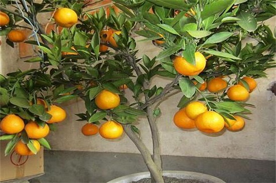 橘子几年才开花结果