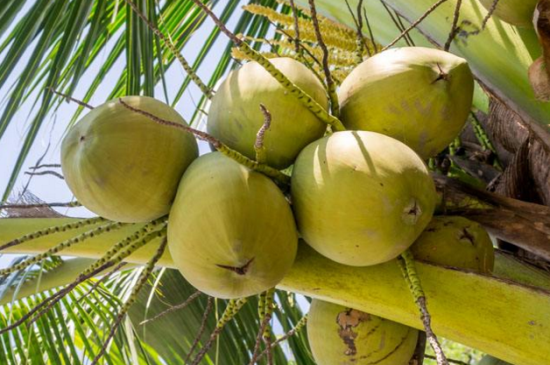 椰子热性还是凉性水果