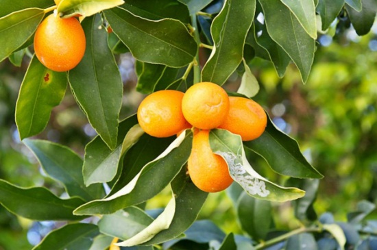 柑橘树叶子发黄怎么办，硫酸铁溶液浇水并增加施肥