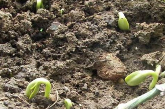 向日葵冬天发芽方法，4种方法使其快速发芽