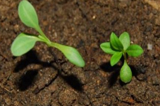 如何让非洲菊种子发芽，浇水润土以及撒播种植
