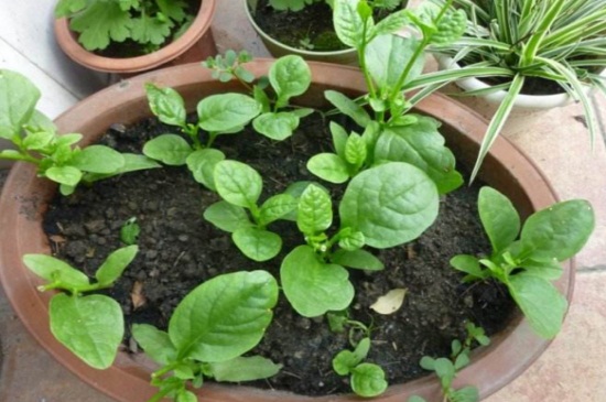 木耳菜种植适宜温度，可在20℃～30℃之间种植