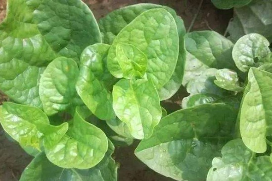 木耳菜种植适宜温度，可在20℃～30℃之间种植