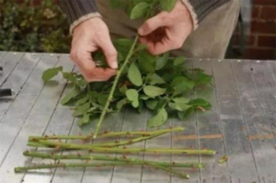 啬薇扦插的方法，春季扦插并剪取枝条