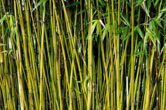 怎么能把竹子连根杀死
