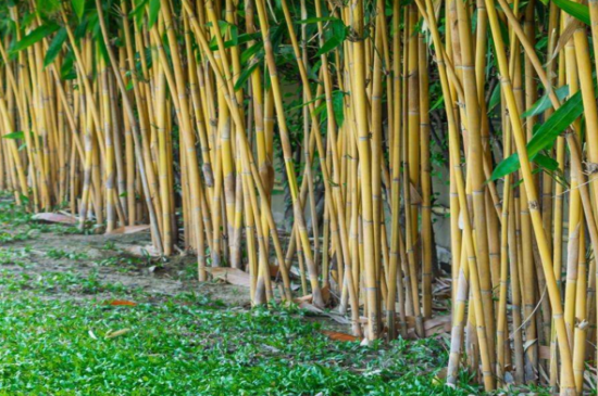竹子属于草本还是木本
