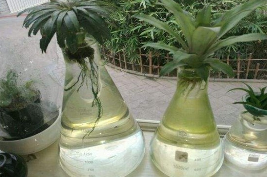 水养菠萝头的方法，切取顶部并自来水消毒