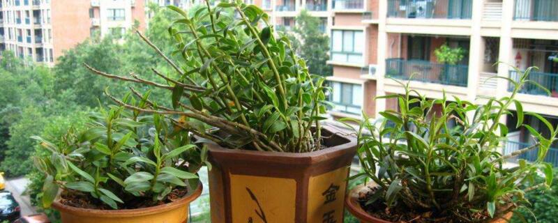 盆栽石斛兰的养殖方法