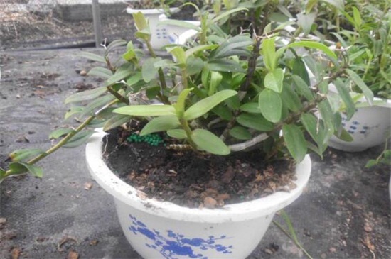 盆栽石斛兰的养殖方法